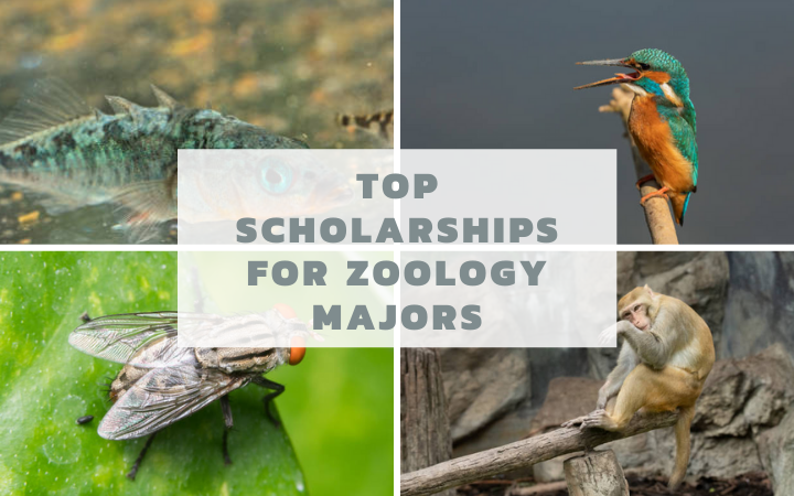 Top scholarships for Zoology Majors